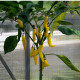 Chilli Aji Pineapple - Capsicum baccatum - predaj semien - 7 ks