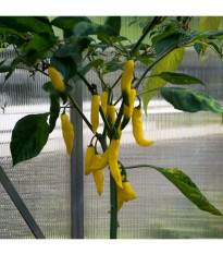 Chilli Aji Pineapple - Capsicum baccatum - predaj semien - 7 ks