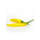 Chilli Aji Pineapple - Capsicum baccatum - predaj semien - 7 ks