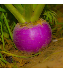 BIO Reďkev jesenná fialová - Raphanus sativus - predaj bio semien - 80 ks
