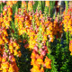 Papuľka väčšia oranžová - Antirrhinum majus - predaj semien - 20 ks