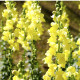 Papuľka väčšia žltá - Antirrhinum majus - predaj semien - 20 ks