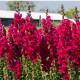Papuľka väčšia tmavoružová - Antirrhinum majus - predaj semien - 20 ks