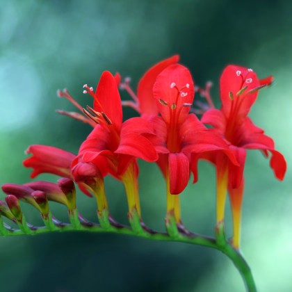 Montbrécia Lucifer - Crocosmia - predaj cibuľovín - 4 ks