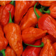 Chilli Bhut Jolokia oranžové - Capsicum chinense - predaj semien - 5 ks