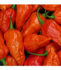 Chilli Bhut Jolokia oranžové - Capsicum chinense - predaj semien - 15 ks