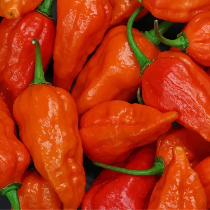 Chilli Bhut Jolokia oranžové - Capsicum chinense - predaj semien - 15 ks