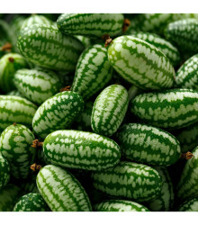 BIO Mexická mini uhorka - Zehneria scabra - predaj bio semien - 5 ks