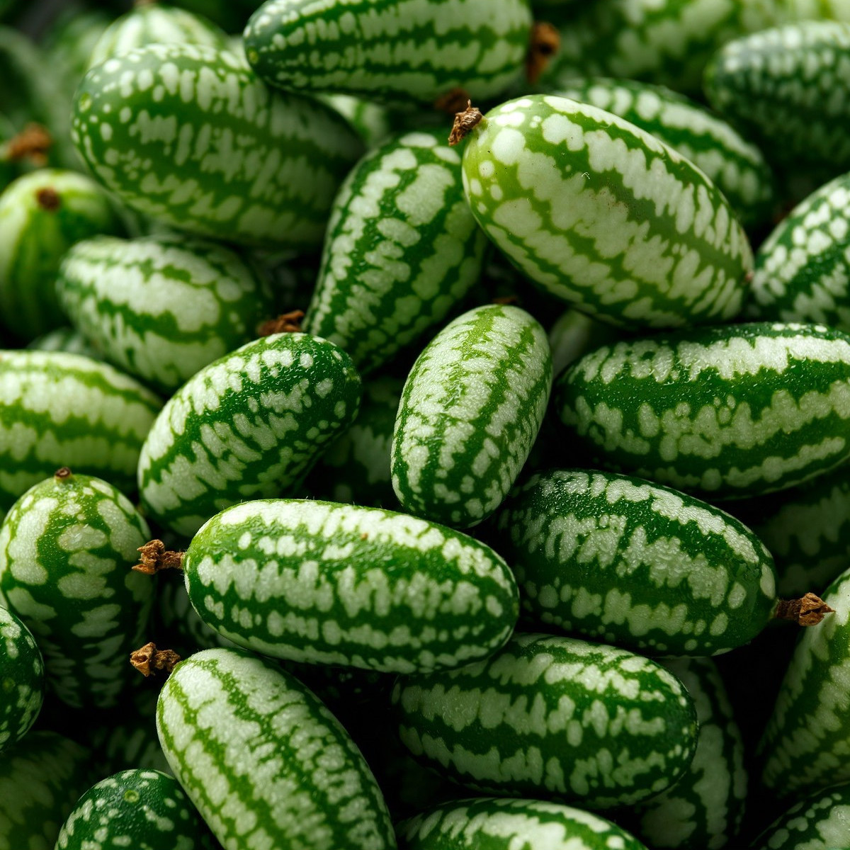 BIO Mexická mini uhorka - Melothria scabra - predaj bio semien cucamelona - 5 ks