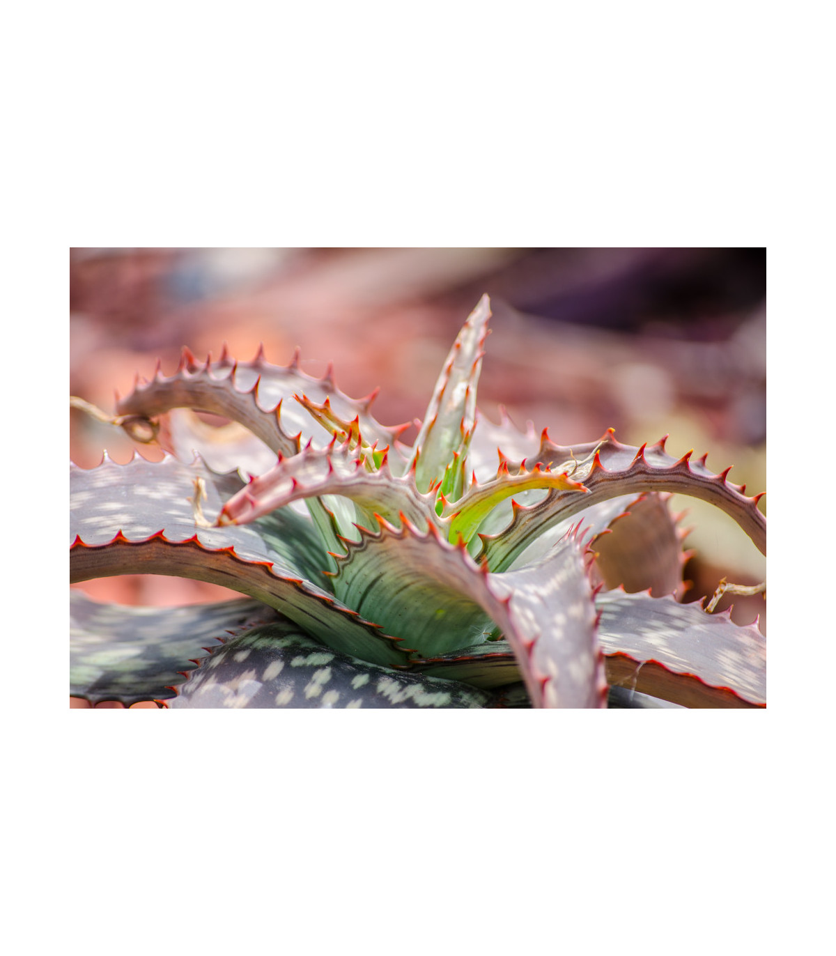 Aloe barbadensis - semiačka - 6 ks 