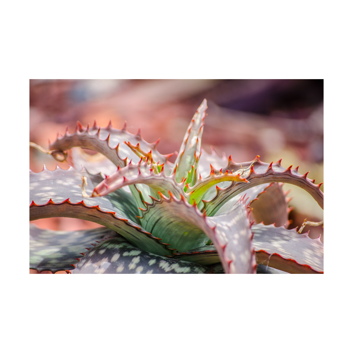 Aloe barbadensis - semiačka - 6 ks 