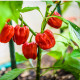 Brazílske korenie - Capsicum Chinense - semená chilli - 6 ks