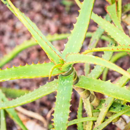 Aloe camperi - semiačka - 6 ks