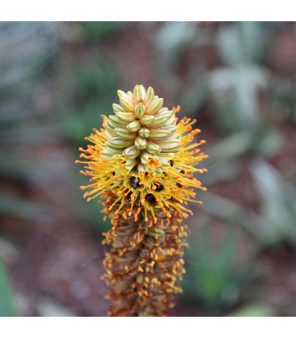 Aloe castanea - semiačka - 6 ks