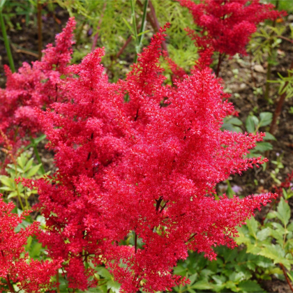 Astilba Koblenz - Astilbe - predaj cibuľovín - 1 ks