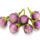 BIO Baklažán Rosa Bianca - Solanum melongena - predaj bio semien - 8 ks
