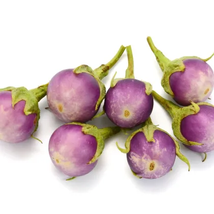 BIO Baklažán Rosa Bianca - Solanum melongena - predaj bio semien - 20 ks