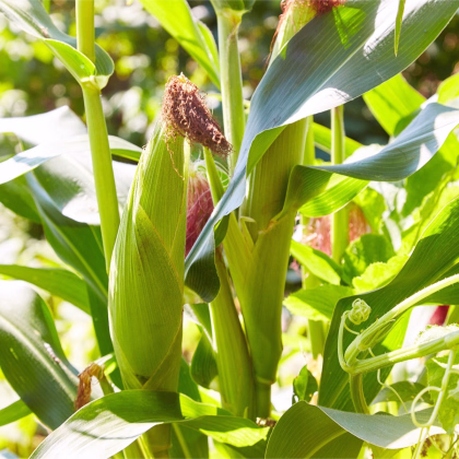 BIO Kukurica pukancová Cinema - Zea mays - predaj bio semien - 15 ks