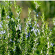 BIO Rozmarín lekársky - Rosmarinus officinalis - predaj bio semien - 30 ks