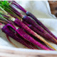 BIO Mrkva fialová Lila Lu SG - Daucus carota - predaj bio semien - 200 ks