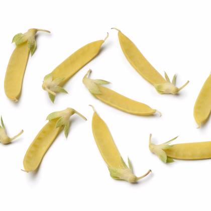BIO Hrach cukrový Golden Sweet - Pisum sativum - predaj bio semien hrachu - 35 ks