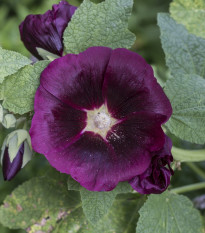 Topoľovka ružová - Alcea rosea nigra - predaj semien - 7 ks