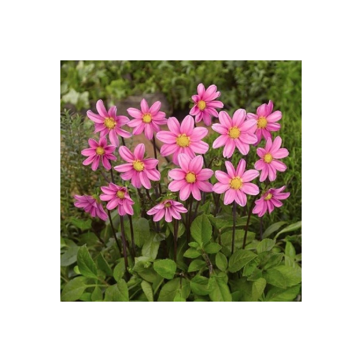 Georgína Topmix ružová – Dahlia – cibuľoviny – predaj georgín