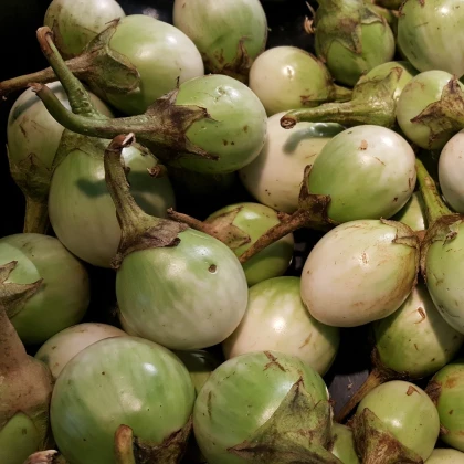 Baklažán Zelené jablko - Solanum melongena - predaj semien baklažánu - 6 ks