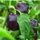 BIO Paprika Babybell chocolate - Capsicum annuum - predaj bio semien - 10 ks