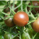 BIO Paradajka kolíková cherry Brown Berry - Solanum lycopersicum - predaj bio semien - 7 ks
