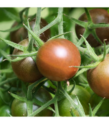 BIO Paradajka Koktejlová Brown Berry - Solanum lycopersicum - semená - 7 ks
