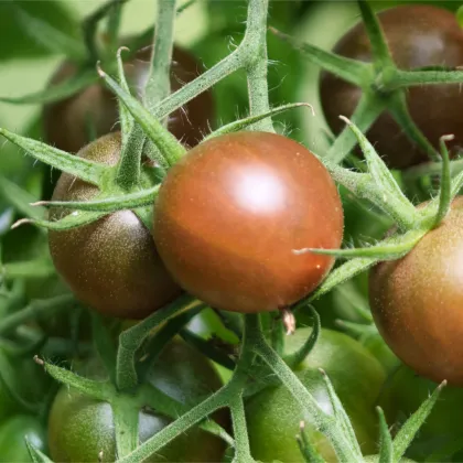 BIO Paradajka kolíková cherry Brown Berry - Solanum lycopersicum - predaj bio semien - 7 ks