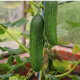 BIO Uhorka Picolino F1 - Cucumis sativus - predaj bio semien uhorky - 4 ks