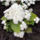 Agerát Aloha biely - Ageratum - predaj semien - 20 ks