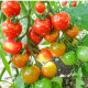 BIO Paradajka koktailová Primavera - Solanum lycopersicum - predaj bio semien - 7 ks
