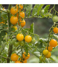 Divoká paradajka Murmel žltá - Solanum pimpinellifolium - predaj bio semien - 6 ks
