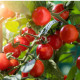 BIO Divoká paradajka Rote Murmel - Solanum pimpinellifolium - predaj bio semien - 6 ks