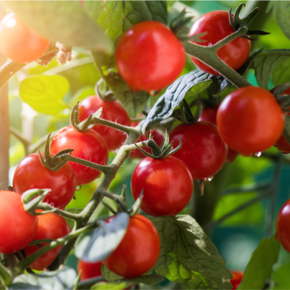 BIO Divoká paradajka Rote Murmel - Solanum pimpinellifolium - predaj bio semien - 6 ks