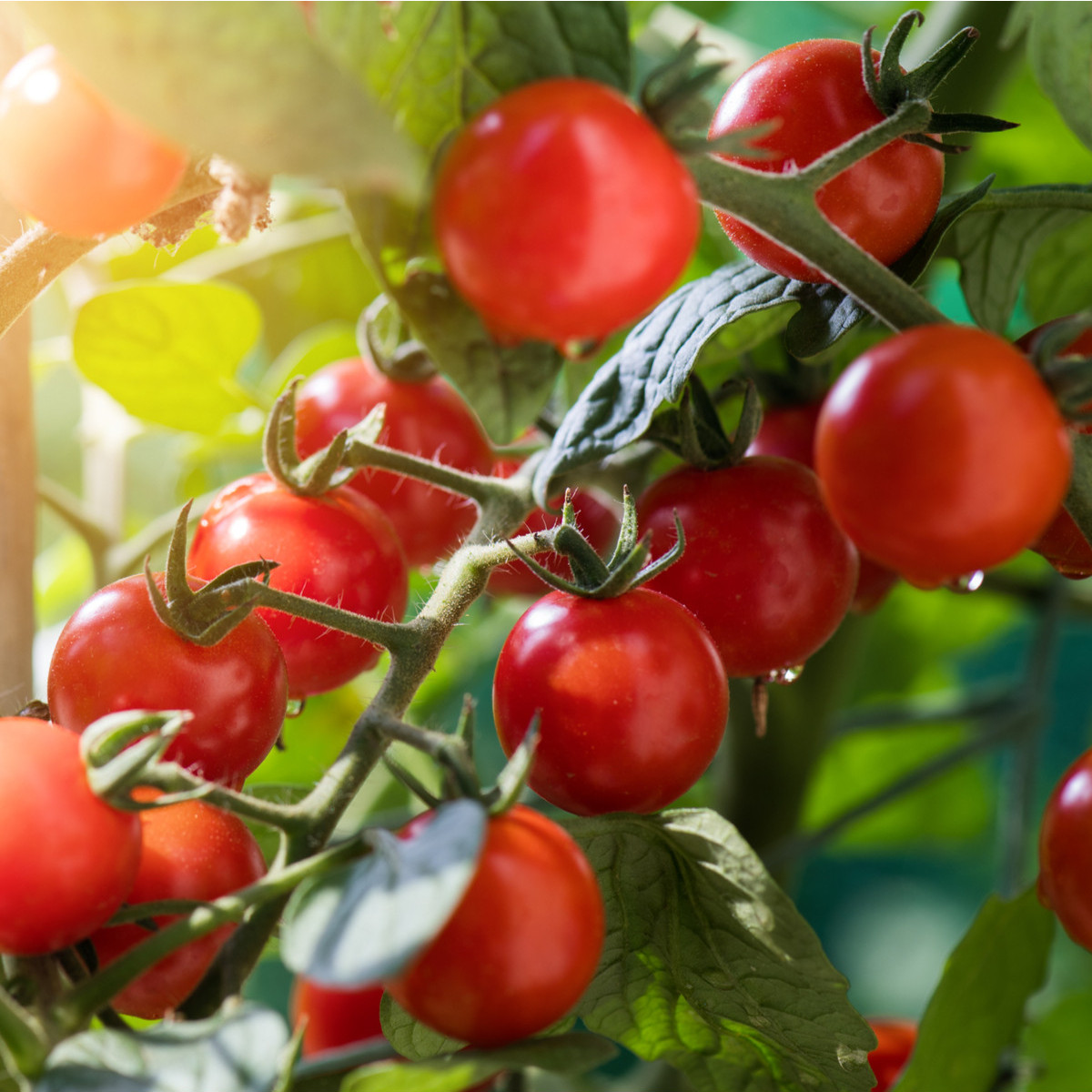 BIO Divoká paradajka Rote Murmel - Solanum pimpinellifolium - predaj bio semien - 6 ks