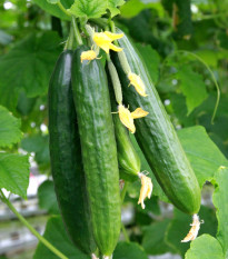 Šalátová Uhorka Superstar F1 - Semená Uhoriek - 10 ks