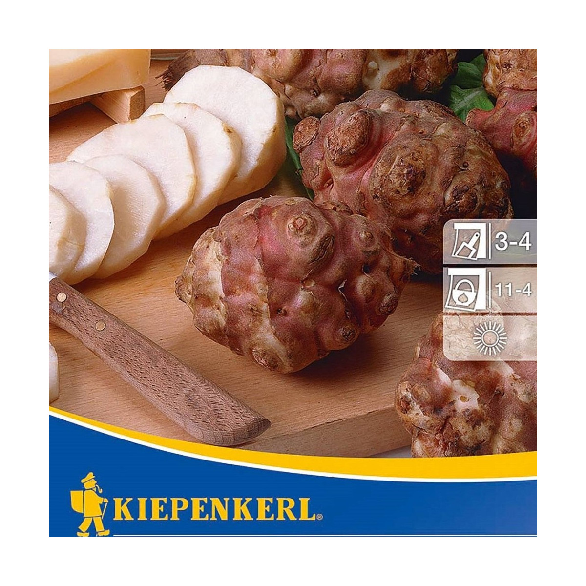 Slnečnica hľuznatá červená Violet de rennes - Helianthus tuberosus - Kiepenkerl - 1 ks