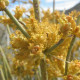 Chvojník nevadský - Ephedra nevadensis - semiačka - 8 ks