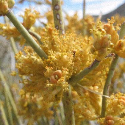 Chvojník nevadský - Ephedra nevadensis - semiačka - 8 ks