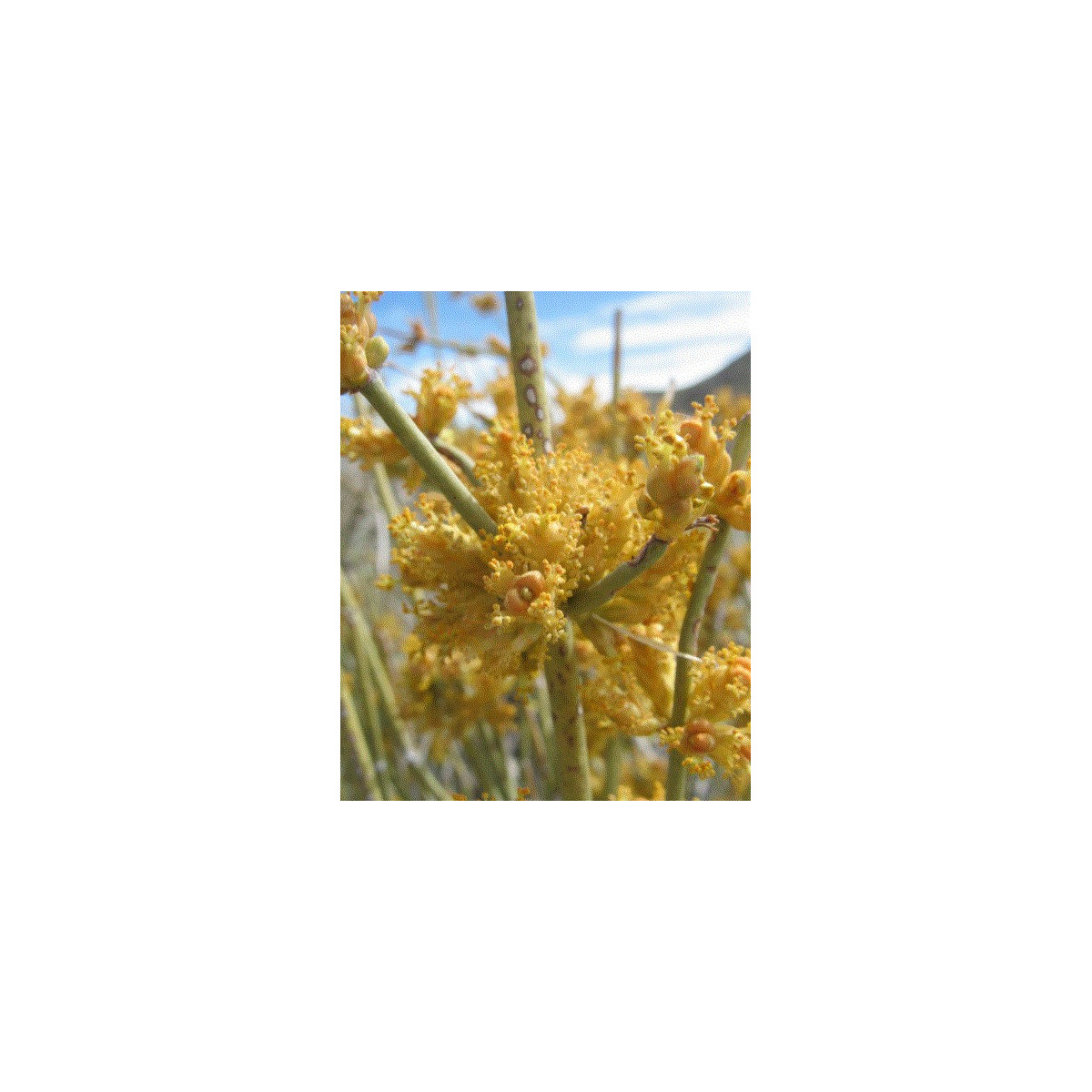 Chvojník nevadský - Ephedra nevadensis - semiačka - 8 ks