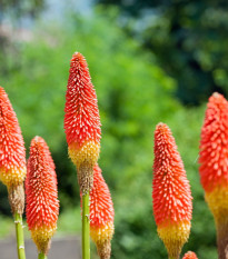 Fakľovka červeno-žltá - Kniphofia - Kleopatrina ihla - voľnokorenné sadenice fakľoviek - 1 ks
