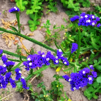Limonka zohnutá QIS Pale Blue - Limonium sinuatum - predaj semien - 30 ks