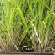 Citronová tráva - Cymbopogon citratus -semiačka - 20 ks