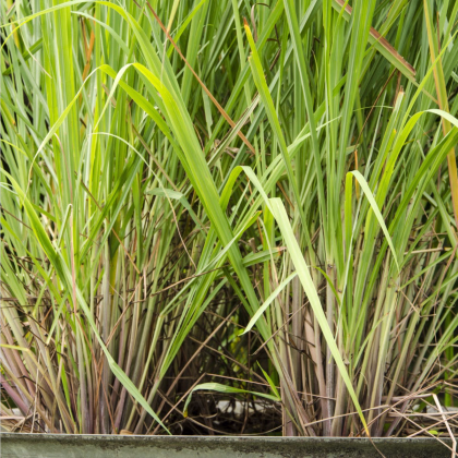 Citronová tráva - Cymbopogon citratus -semiačka - 20 ks