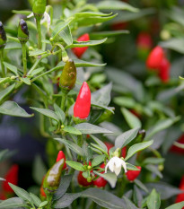 Chilli Prairie Fire - Capsicum annuum - predaj semien chilli - 6 ks