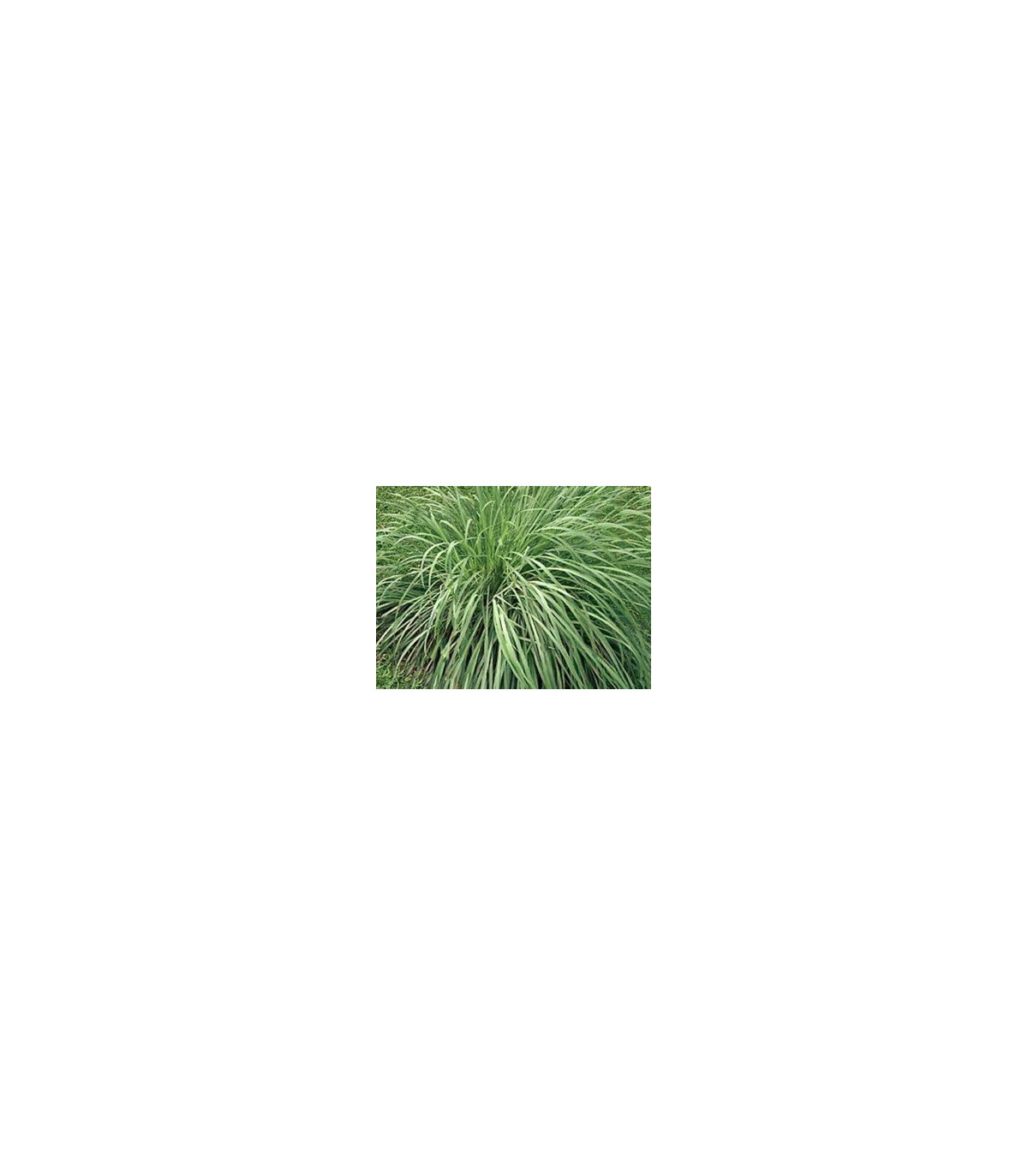 Citrónová tráva pravá - Voňatka winterová - Cymbopogon winterianus - semiačka - 20 ks